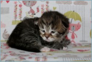 Male Siberian Kitten from Deedlebug Siberians